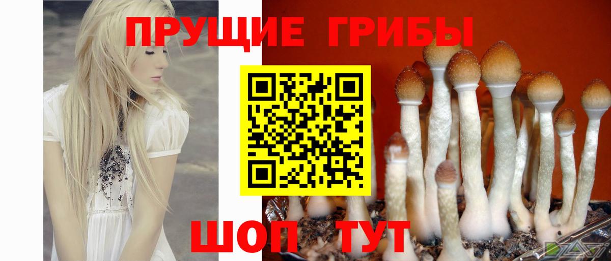 Псилоцибиновые грибы Cubensis Нижневартовск